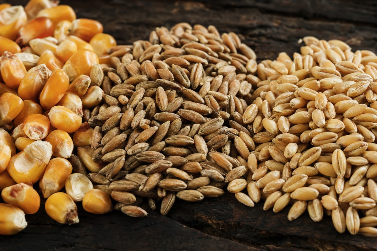Macro photograph of corn, rye and wheat grain in separate piles on dark wood